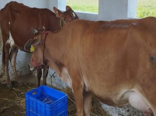 COW